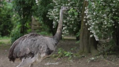 Büyük rhea, Güney Amerika 'nın doğusunda yaşayan uçamayan bir kuş türüdür. Rhea americana. Yüksek kaliteli FullHD görüntüler