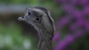 Büyük rhea, Güney Amerika 'nın doğusunda yaşayan uçamayan bir kuş türüdür. Rhea americana. Yüksek kaliteli FullHD görüntüler