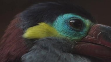 Guiana Toucanet bir ağaç dalında ya da Guyana Toucanet 'te duruyor. Selenidera piperivora. Ramphastidae ailesi..