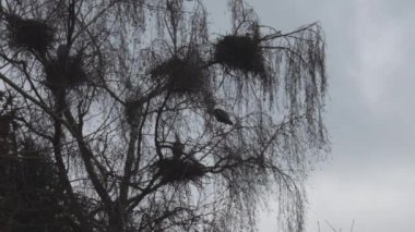 Gri balıkçıllar ağaçta yuva yapar. Ardea cinerea
