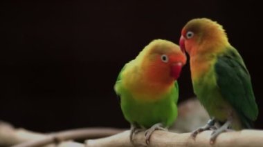 Balıkçılar Aşk Kuşu ağaç dalında duruyor. Agapornis fischeri. Yüksek kaliteli FullHD görüntüler