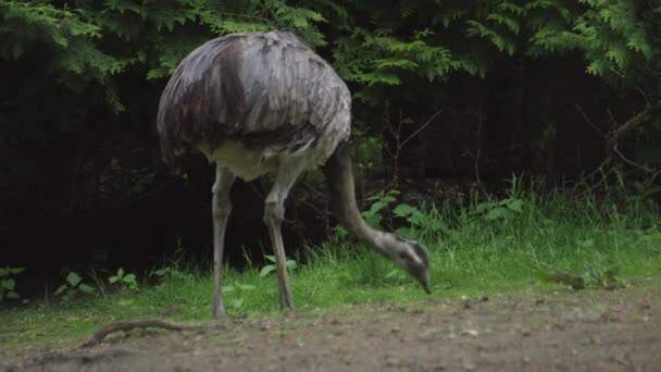 Die Große Rhea Ist Eine Flugunfähige Vogelart Die Östlichen Südamerika — Stockvideo