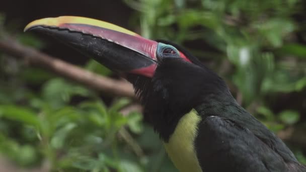Grüner Arakari Ist Ein Tukan Ein Vogel Der Nähe Von — Stockvideo