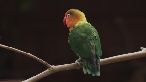 Fishers Lovebird Στέκονται Στο Κλαδί Δέντρου Αγαποόρνις Φισέρι Υψηλής Ποιότητας — Αρχείο Βίντεο