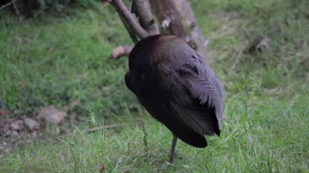 Grey Winged Trumpeter Ist Sitting Grass Psophia Crepitans High Quality — Stock Video
