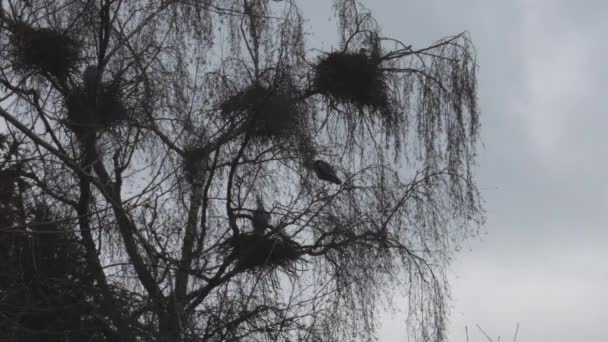 Gray Herons Nest Tree Ardea Cinerea — Stock Video