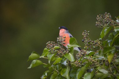 Avrasya ispinozu, ispinoz kuşu ya da ispinoz kuşu. Pyrrhula Pyrrhula, ispinoz ailesi, Fringillidae.