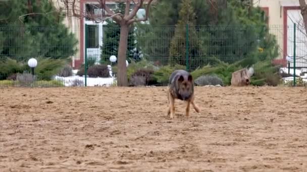 Alman Çoban Köpeği Malinois Karışımı Malinois Çobanı Shepinois — Stok video