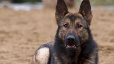 Alman çoban köpeği Malinois karışımı. Malinois çobanı ya da Shepinois.