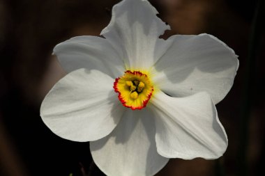 Beyaz nergisler (Narcissus poeticus) beyaz arka planda izole edilmiştir. Yüksek kalite fotoğraf