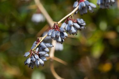 Çalıların üzerinde bir demet mavi böğürtlen. Yüksek kalite fotoğraf
