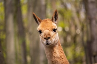 Lama Vikunja 'nın portresi. Vicugna vicugna. Yüksek kalite fotoğraf