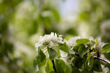 Erikte çiçekler var. Meyve ağaçlarındaki ilk çiçekler. Baharda erik ağacının çiçek açması. Meyve ağaçlarının bahar çiçekleri. Yüksek kalite fotoğraf