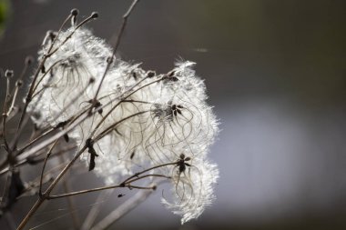 Kuru, kahverengi çimenlerin doğal arka planda yakın çekim alanı. Kışın Clematis Vitalba 'nın kuru tohumları.