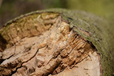 Uç kısmın makro görüntüsü, ağaç kesimi, çatlaklar ve yıllık halkalar. Çatlak ve pürüzlü yüzeyi olan doğal organik doku.. 
