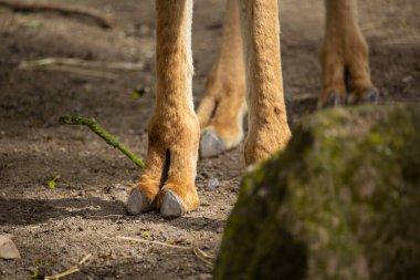 Vicuna toynakları yakın. Yüksek kaliteli fotoğrafta bir Vicuna bacağının toynakları