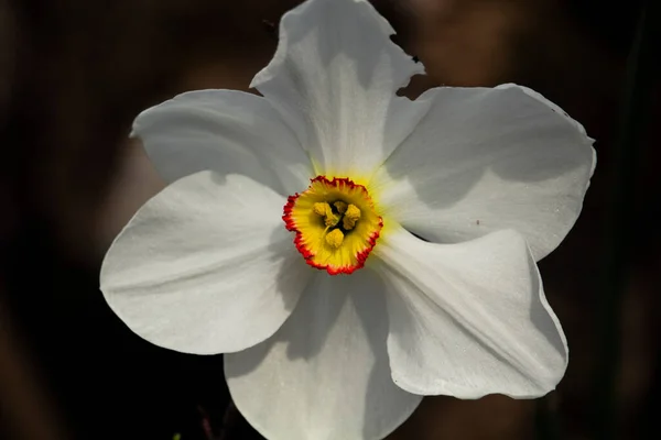 白色の背景に分離された白色ダフォジル Narcissus Poeticus 高品質の写真 — ストック写真