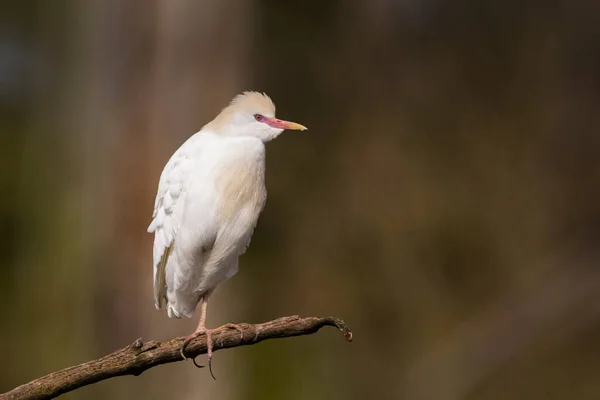 Egyptische Reiger Zittend Een Tak Hoge Kwaliteit Foto — Stockfoto