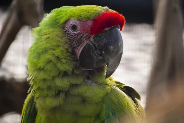 Wild Green Parrot Bird Great Green Macaw Big Ara Parrot — Stock Photo, Image