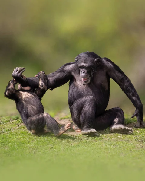 チンパンジーが若いものと相互作用している チンパンジーは赤ん坊と遊ぶ — ストック写真