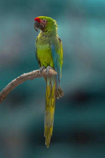 Vahşi Yeşil Papağan Kuşu Büyük Yeşil Papağan Doğal Ortamında Büyük — Stok fotoğraf