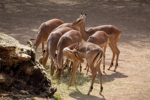 Impala Aepyceros Melampus German Osnabruck Zoo — Stock Photo, Image