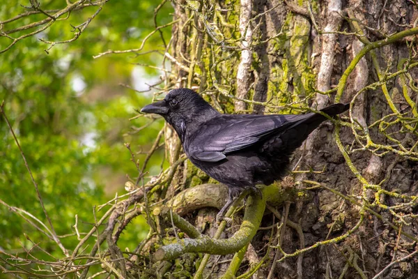 Черная Ворона Дереве Высокое Качество Фото — стоковое фото