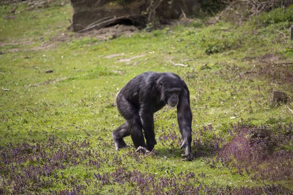 stock image Captive Chimpanzees in Outdoor Habitat. High quality photo