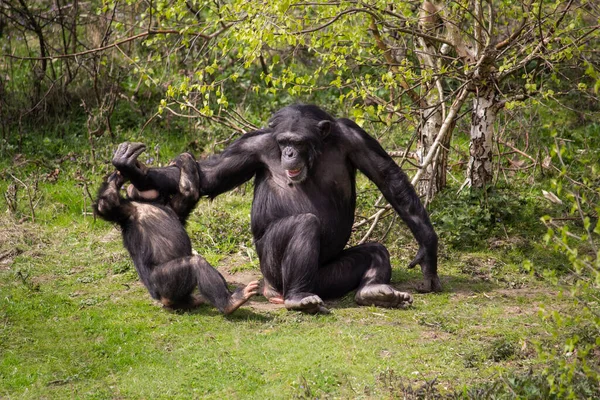 Chimpanzé Interagir Com Jovem Chimpanzé Brinca Com Seu Bebê Imagens De Bancos De Imagens