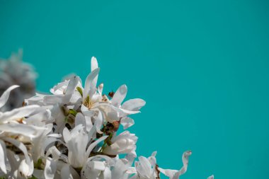 Güzel beyaz çiçekli manolya. Çiçek açan ağaç. Magnolia stellata Yüksek kalite fotoğraf