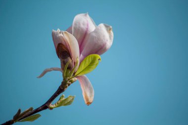 Mavi gökyüzü arka planında Magnolia Lale Ağacı. Magnolia pembe çiçekleri çiçek açan manolya ağacı arka planında. Yüksek kalite fotoğraf