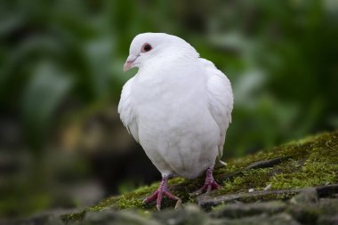 Mahallemizde güzel beyaz bir pegion. Yüksek kalite fotoğraf