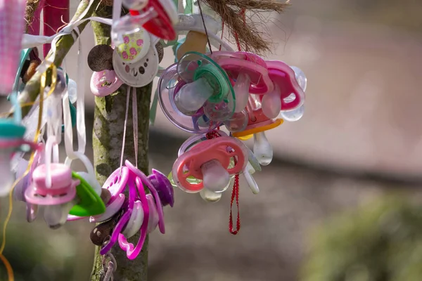 stock image Colorful plastic pacifiers hanging in a tree, when children stop using it.