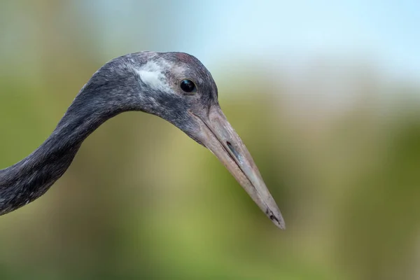 Female Black Necked Crane Grus Nigricollis Detail Head Portrait Big — Stock Photo, Image