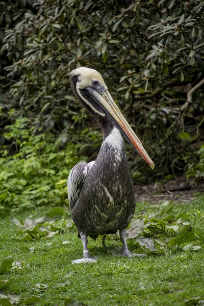 Pelicano Peruano Pelecanus Thagus Membro Família Pelicana Foto Alta Qualidade — Fotografia de Stock