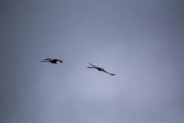 Дві Червоні Макарони Літають Яскравим Червоним Пір Вражаючим Розмахом Крил — стокове фото