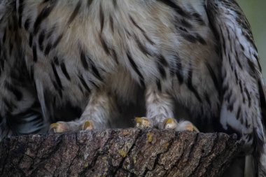 Ural baykuş yaklaşıyor. Baykuş pençeleri. Strix uralensis