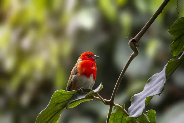 Madagaskar Red Fody Foudia Madagascariensis Červený Pták Zeleném Stromě Kvalitní — Stock fotografie