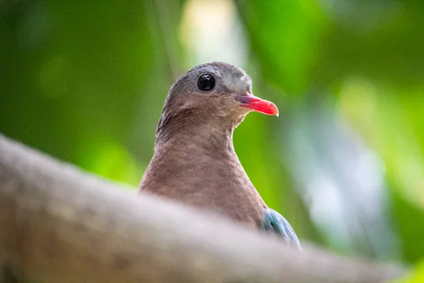 일반적 에메랄드 비둘기 에메랄드 비둘기 에메랄드 비둘기 고품질 — 스톡 사진