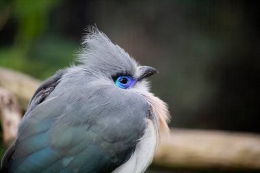 Bir Crested coua 'nın yakın çekim görüntüsü. Bir dalda oturan Coua Cristata 'lı..