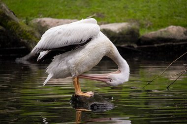 Büyük beyaz ya da doğu beyaz pelikanı, pembe pelikan ya da beyaz pelikan. Yüksek kalite fotoğraf