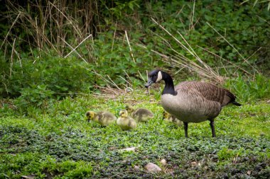 Kanada kazı, bazen Kanada kazı olarak da bilinir. Branta kanadensis. Yüksek kalite fotoğraf