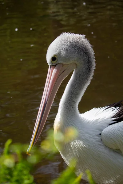 Australian Pelican Water Bird Pink Beak High Quality Photo — Stock Photo, Image