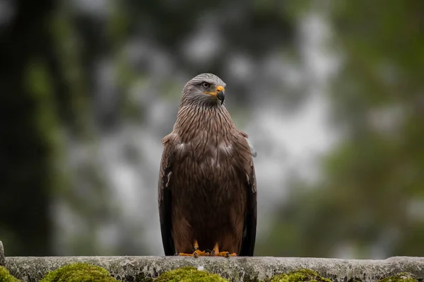 Closeup Shot Black Kite Isolated Clear Blue Sky High Quality — Stock Photo, Image