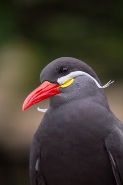 İnka Tern, Larosterna İnka, esir. Yüksek kalite fotoğraf