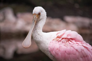 Roseate Spoonbill sığ bir gölde yürüyor. Platalea ajaja. Yüksek kalite fotoğraf