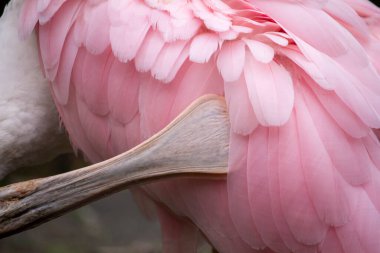 Roseate Spoonbill sığ bir gölde yürüyor. Platalea ajaja. Yüksek kalite fotoğraf