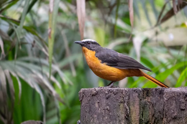 White-crowned robin-chat in its natural habitat. Cossypha albicapilla. High quality photo