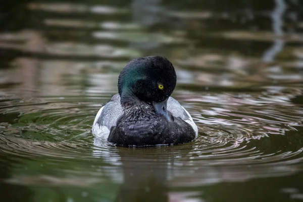 Greater Scaup Water Aythya Marila High Quality Photo — Stock Photo, Image
