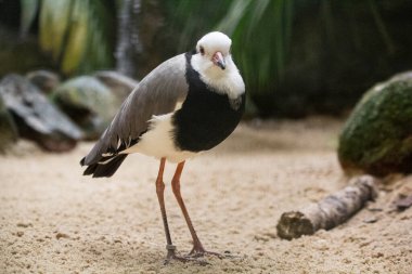 Uzun parmaklı Lapwing, Vanellus crassirostris. Yüksek kalite fotoğraf